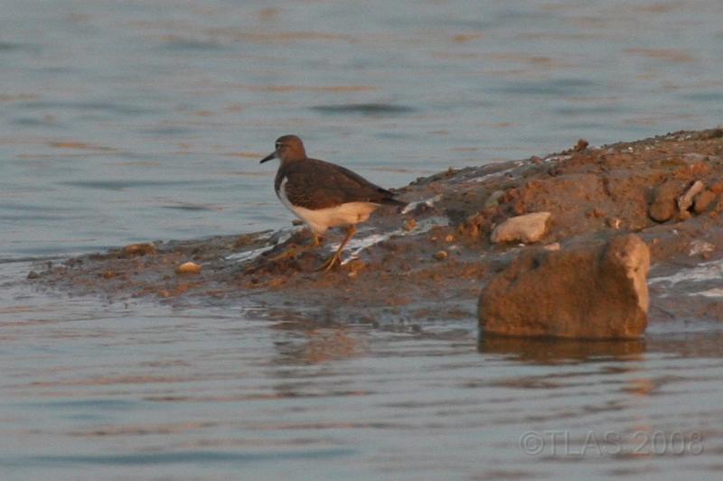 Spotted Sandpiper 092008 257.jpg
